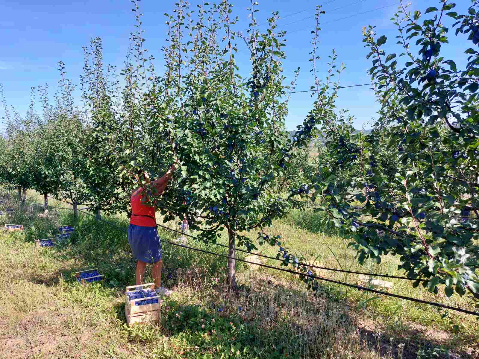 Ručna berba šljiva u gajbice / Picking plums by hand into crates