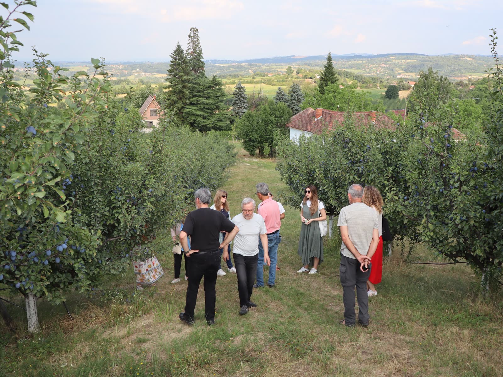 Gosti u šljiviku / Guests in the plum orchard