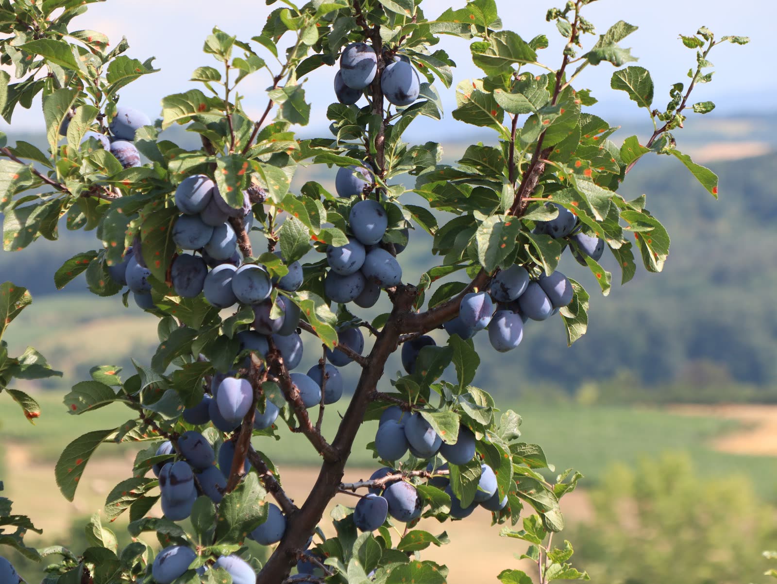 Šljive na grani / Plums on the branch