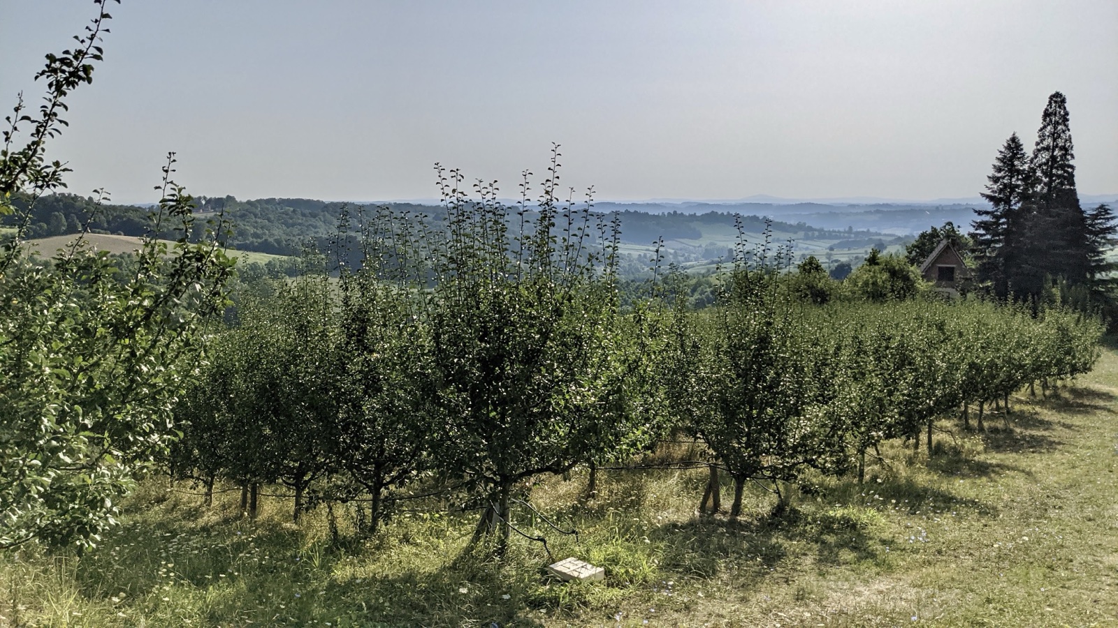 Voćnjak iznad doline / The orchard above the valley