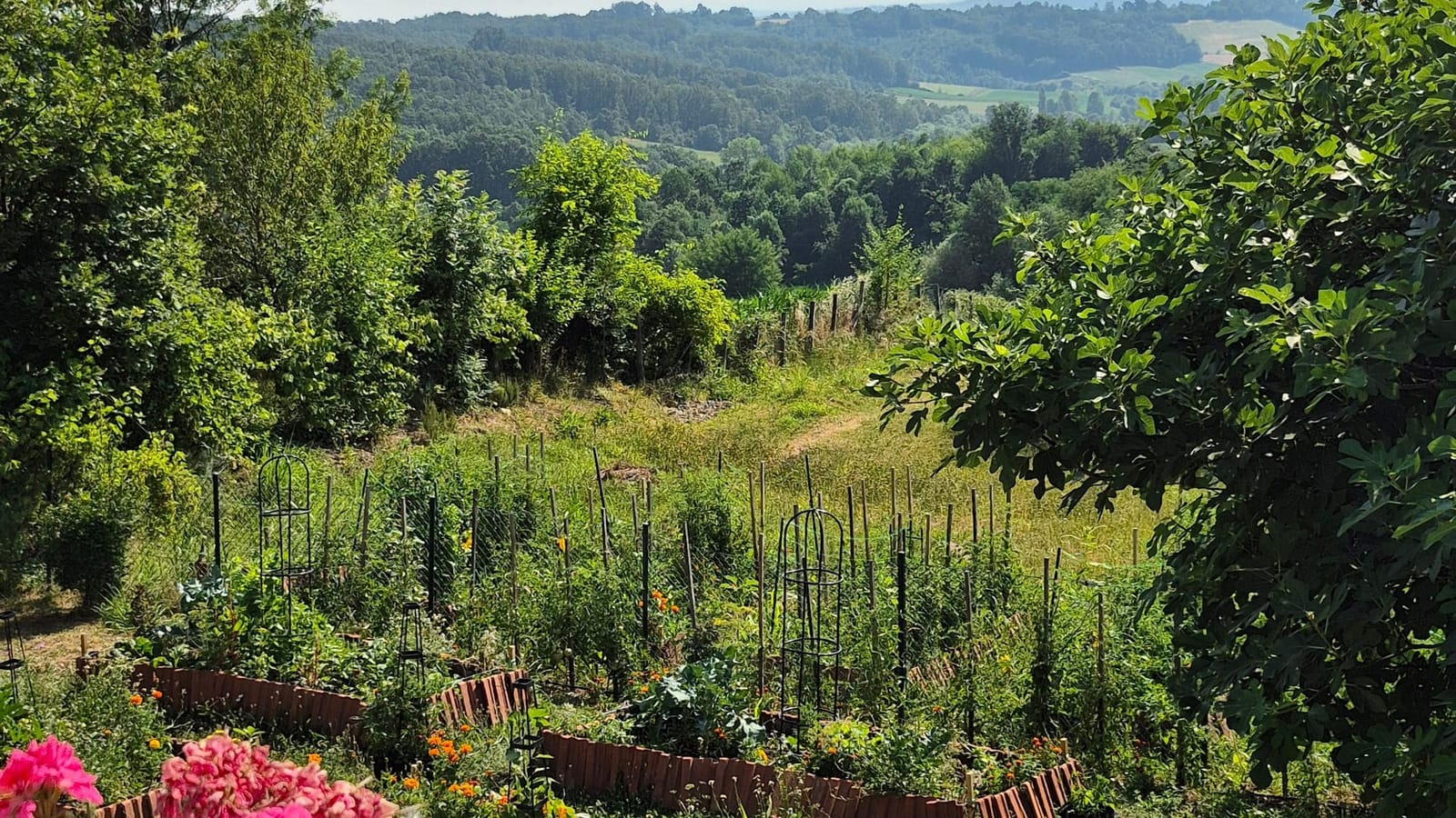 The perma garden below the orchard in summer