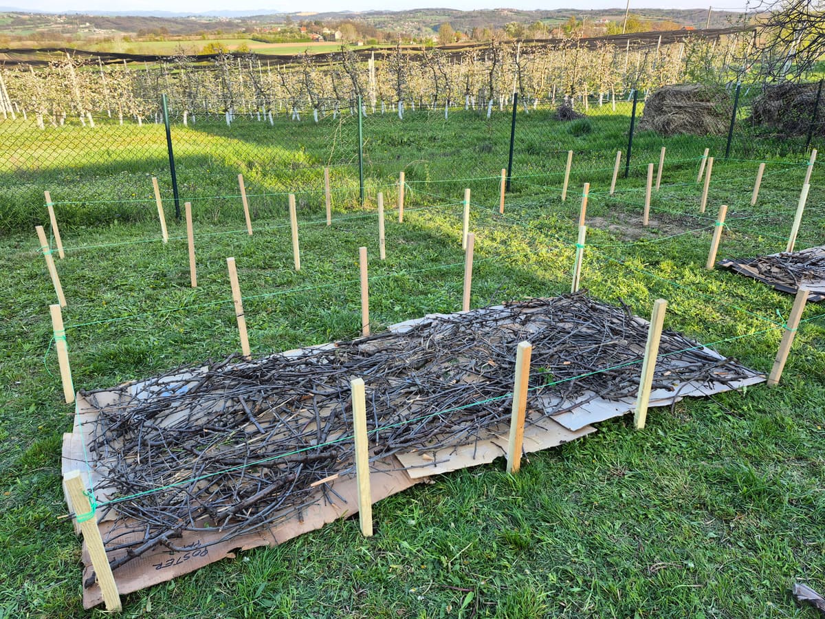 The first two layers: cardboard and plum branches, marked out with stakes