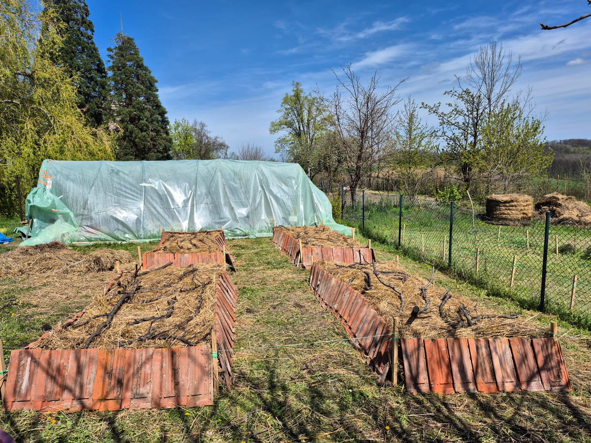 Finished beds, the straw held down by branches and the edges by roof tiles