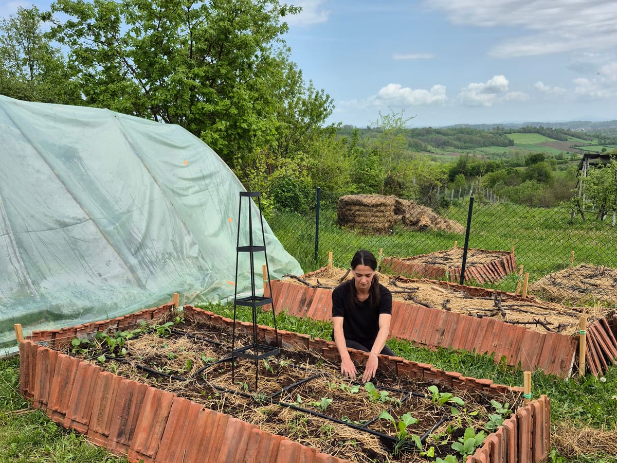 Planting seedlings into a finished bed at the end of April
