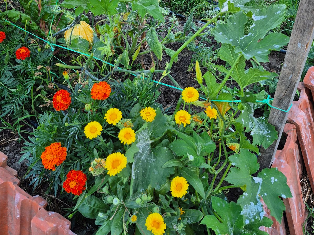 Marigolds and calendula growing between the vegetables