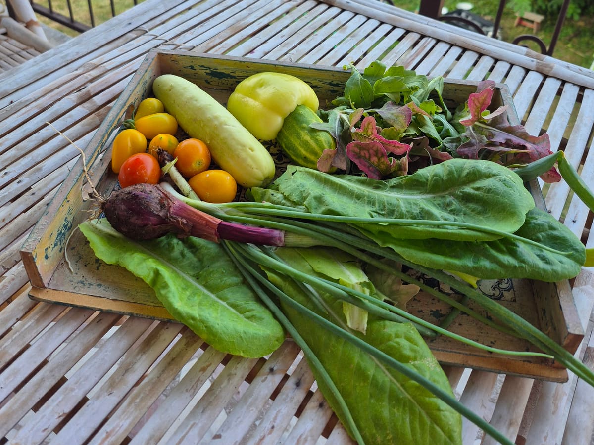 The first harvest on the terrace table: cucumbers, tomatoes, chard, beetroot and onions
