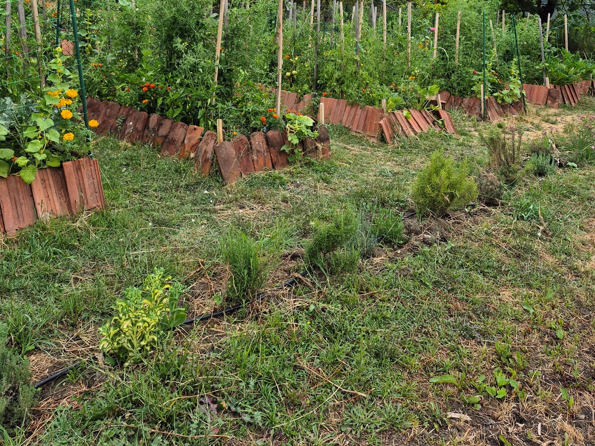 The Mediterranean herb bed beside the tomato beds